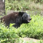 草むらの中にいる黒いツキノワグマ。口を少し開けながら前方を見つめており、周囲には緑の植物や岩が見える自然環境の様子。